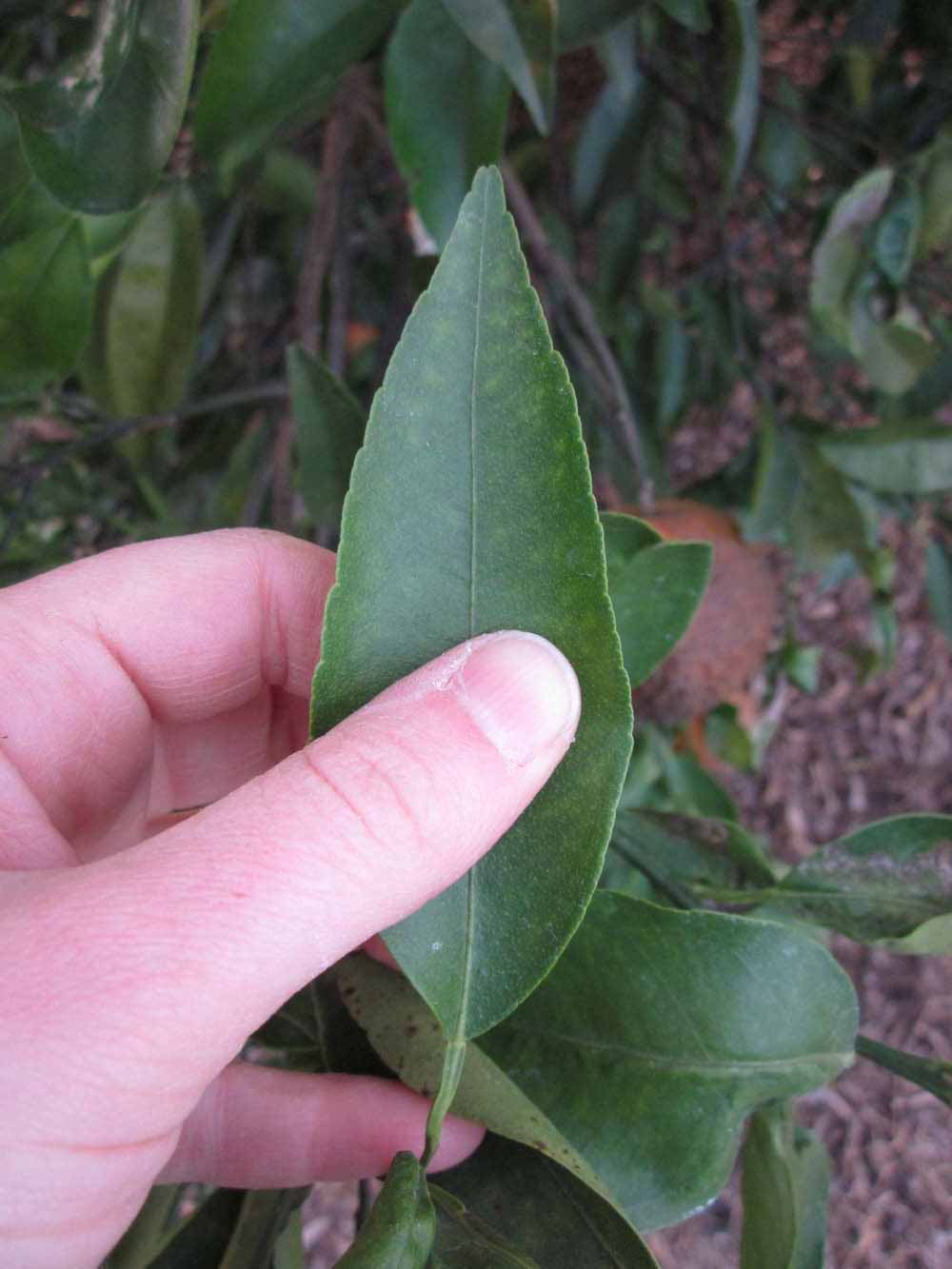              Unifoliolate leaf (Winter Haven, FL)       
